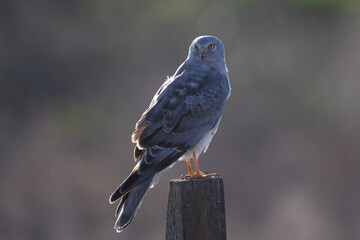 Close view of a male  hen harrier (Northern harrier), seen in the wild in North California