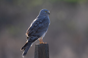 Close view of a male  hen harrier (Northern harrier), seen in the wild in North California