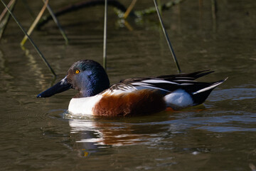 Male Northern Shoveler in beautiful light, seen in the wild in North California