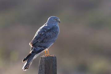 Close view of a male  hen harrier (Northern harrier), seen in the wild in North California