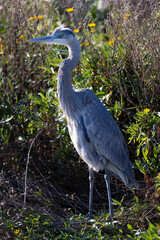 Great blue heron, seen in the wild in North California 