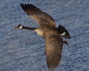 Close view of a Canada goose flying, seen in the wild near the San Francisco Bay