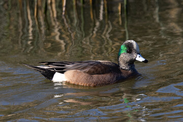 Green-winged Teal, seen in a North California marsh