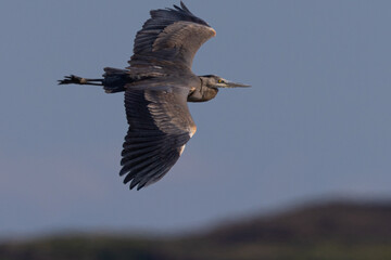 Obraz premium Great blue heron flying in beautiful light, seen in the wild in North California 