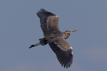 Obraz premium Great blue heron flying in beautiful light, seen in the wild in North California 