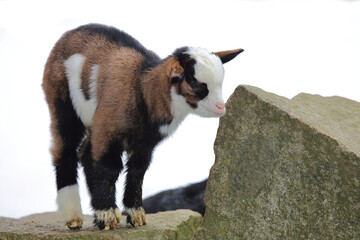 Hausziege / Domestic Goat / Capra aegagrus hircus.