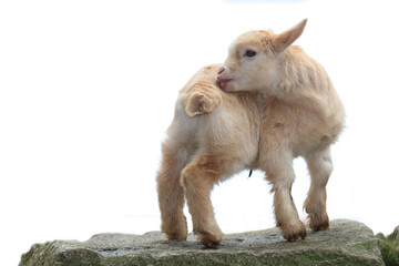 Hausziege / Domestic Goat / Capra aegagrus hircus.