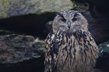 Uhu / Eurasian eagle-owl / Bubo bubo