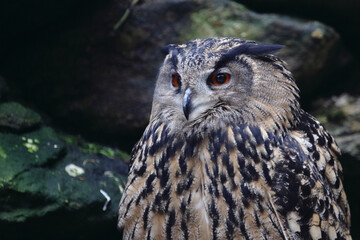 Uhu / Eurasian eagle-owl / Bubo bubo