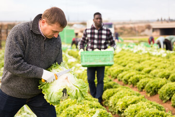 Skilled farmer hand harvesting ripe green leaf lettuce on farm plantation