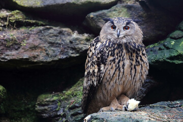 Uhu / Eurasian eagle-owl / Bubo bubo..