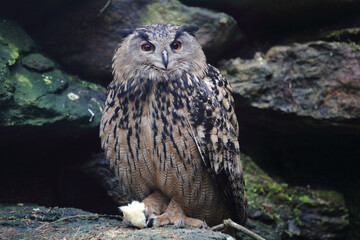 Uhu / Eurasian eagle-owl / Bubo bubo..