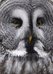 Bartkauz / Great grey owl / Strix nebulosa.