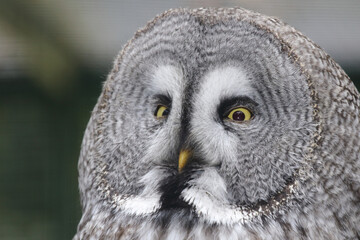 Bartkauz / Great grey owl / Strix nebulosa.