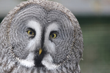 Bartkauz / Great grey owl / Strix nebulosa.