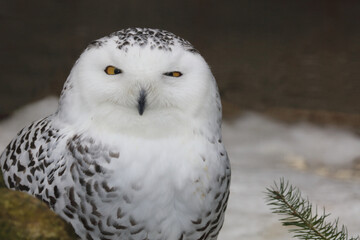 Schnee-Eule / Snowy owl / Bubo scandiacus