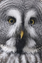 Bartkauz / Great grey owl / Strix nebulosa.