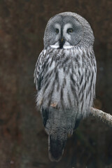 Bartkauz / Great grey owl / Strix nebulosa.