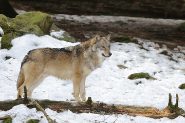 Wolf / Wolf / Canis lupus