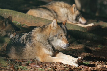 Wolf / Wolf / Canis lupus