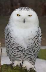 Schnee-Eule / Snowy owl / Bubo scandiacus