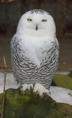 Schnee-Eule / Snowy owl / Bubo scandiacus