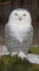 Schnee-Eule / Snowy owl / Bubo scandiacus