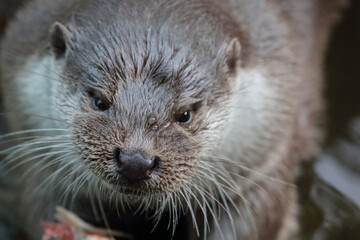 Eurasischer Fischotter / Eurasien otter / Lutra lutra