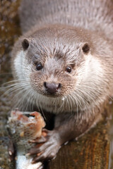 Eurasischer Fischotter / Eurasien otter / Lutra lutra..