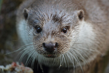 Eurasischer Fischotter / Eurasien otter / Lutra lutra