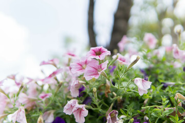 Beautiful flower for background.