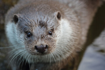 Eurasischer Fischotter / Eurasien otter / Lutra lutra