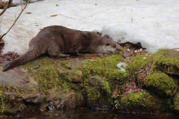 Eurasischer Fischotter / Eurasien otter / Lutra lutra