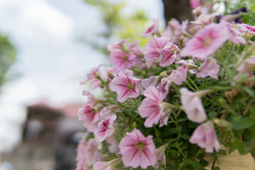 Beautiful flower for background.