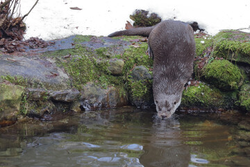 Eurasischer Fischotter / Eurasien otter / Lutra lutra