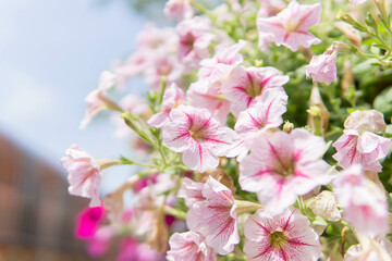 Beautiful flower for background.