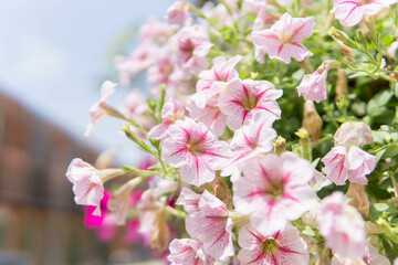 Beautiful flower for background.