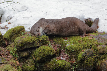 Eurasischer Fischotter / Eurasien otter / Lutra lutra