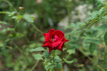 Beautiful flower for background.