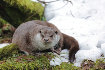 Eurasischer Fischotter / Eurasien otter / Lutra lutra