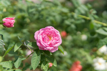 Beautiful flower for background.