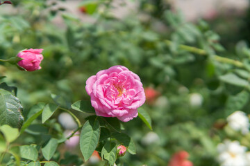 Beautiful flower for background.