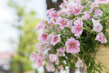 Beautiful flower for background.