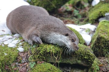 Eurasischer Fischotter / Eurasien otter / Lutra lutra