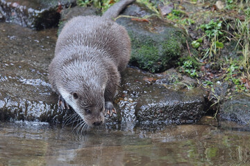 Eurasischer Fischotter / Eurasien otter / Lutra lutra