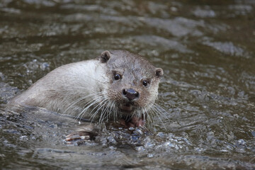 Obraz premium Eurasischer Fischotter / Eurasien otter / Lutra lutra