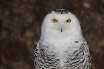 Schnee-Eule / Snowy owl / Bubo scandiacus