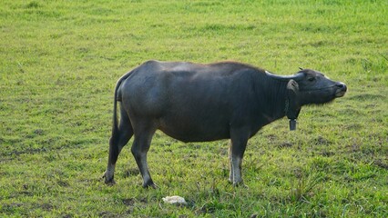 Naklejka na ściany i meble buffalo in the grass
