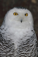 Schnee-Eule / Snowy owl / Bubo scandiacus