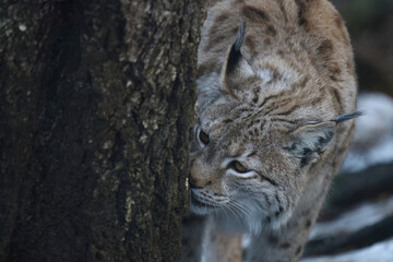Eurasischer Luchs / Eurasian lynx / Lynx lynx